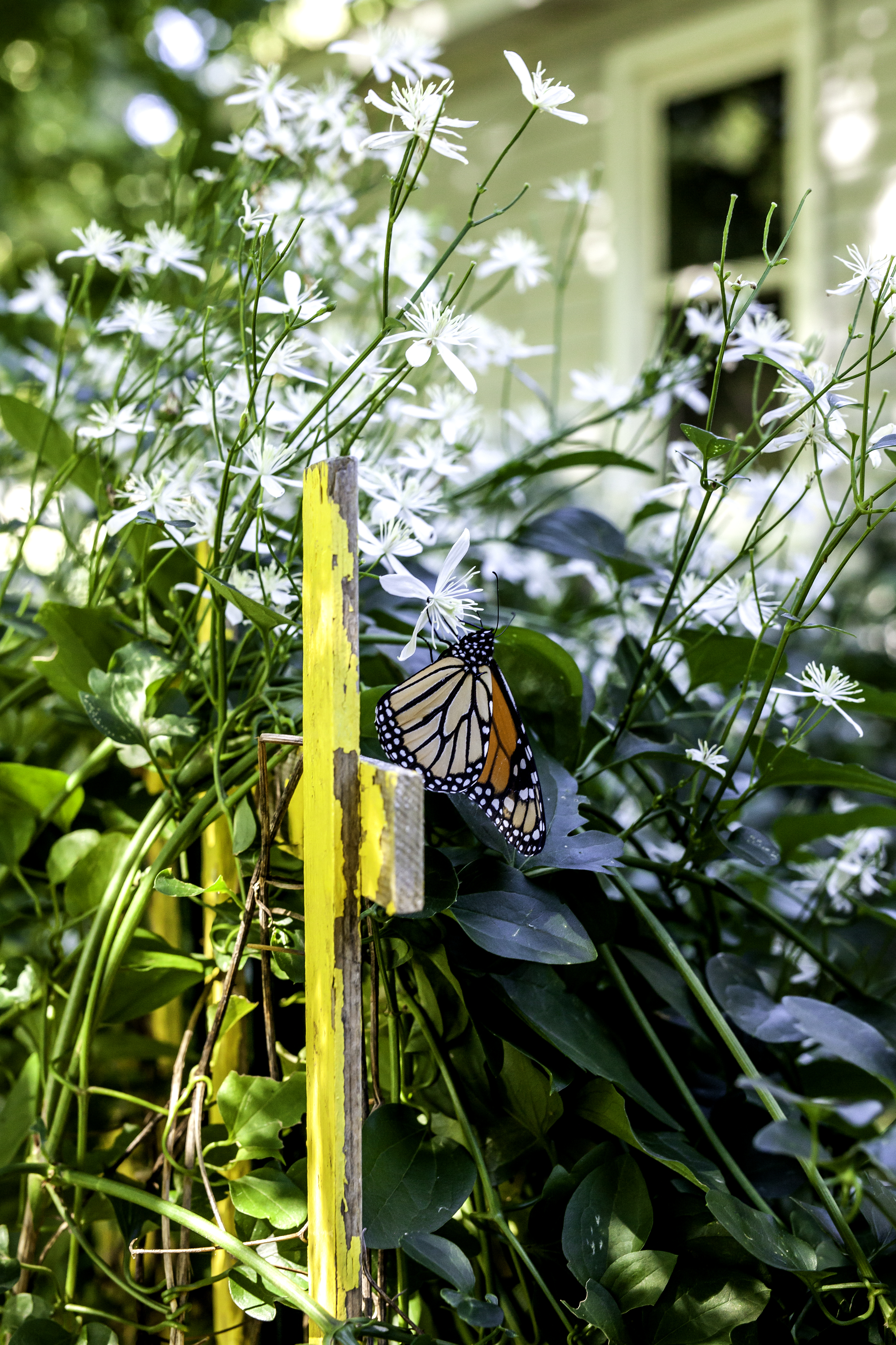 Monarch butterfly on yellow fence with greenery