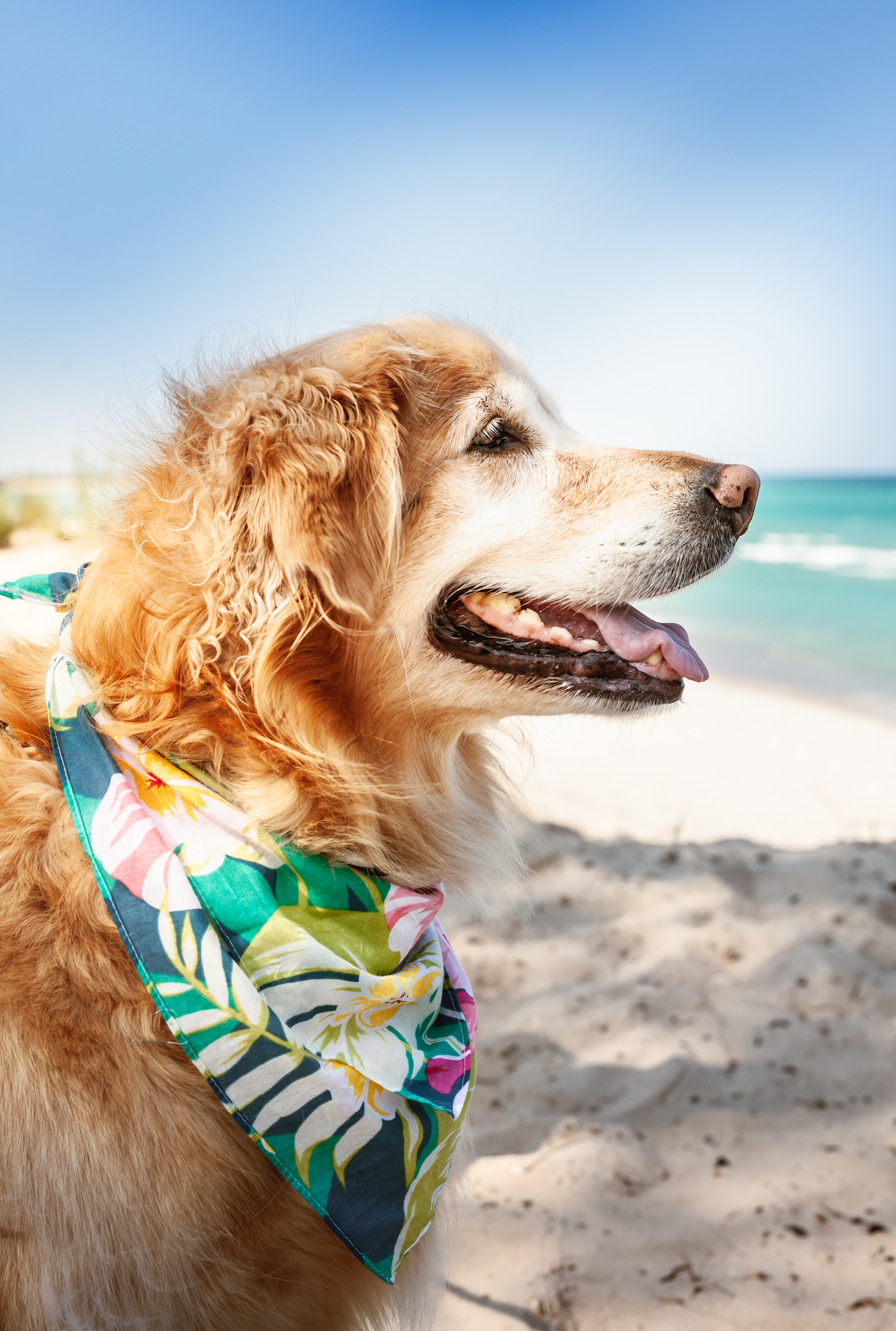 Happy looking golden dog with a tropical bandana