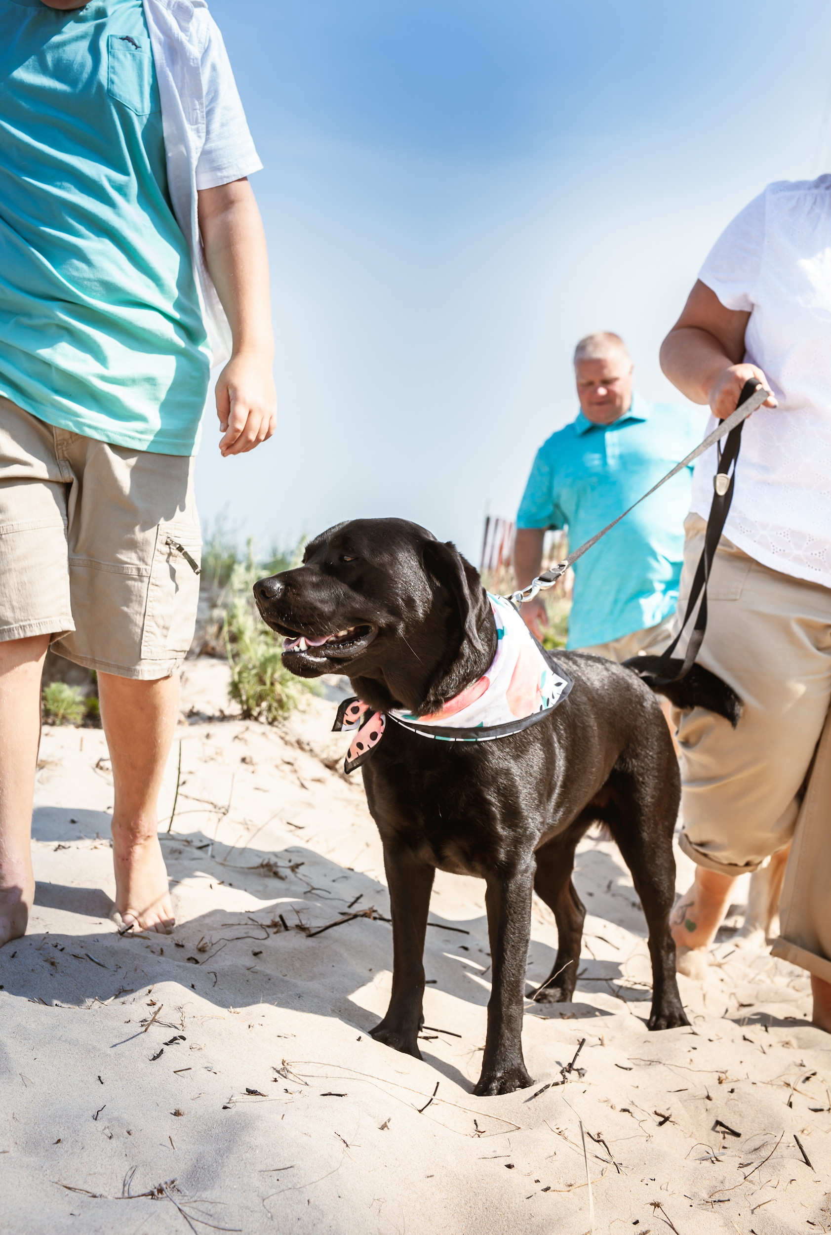 Happy looking black lab wearing a bandana walking on the beach
